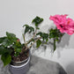 Hibiscus rose double