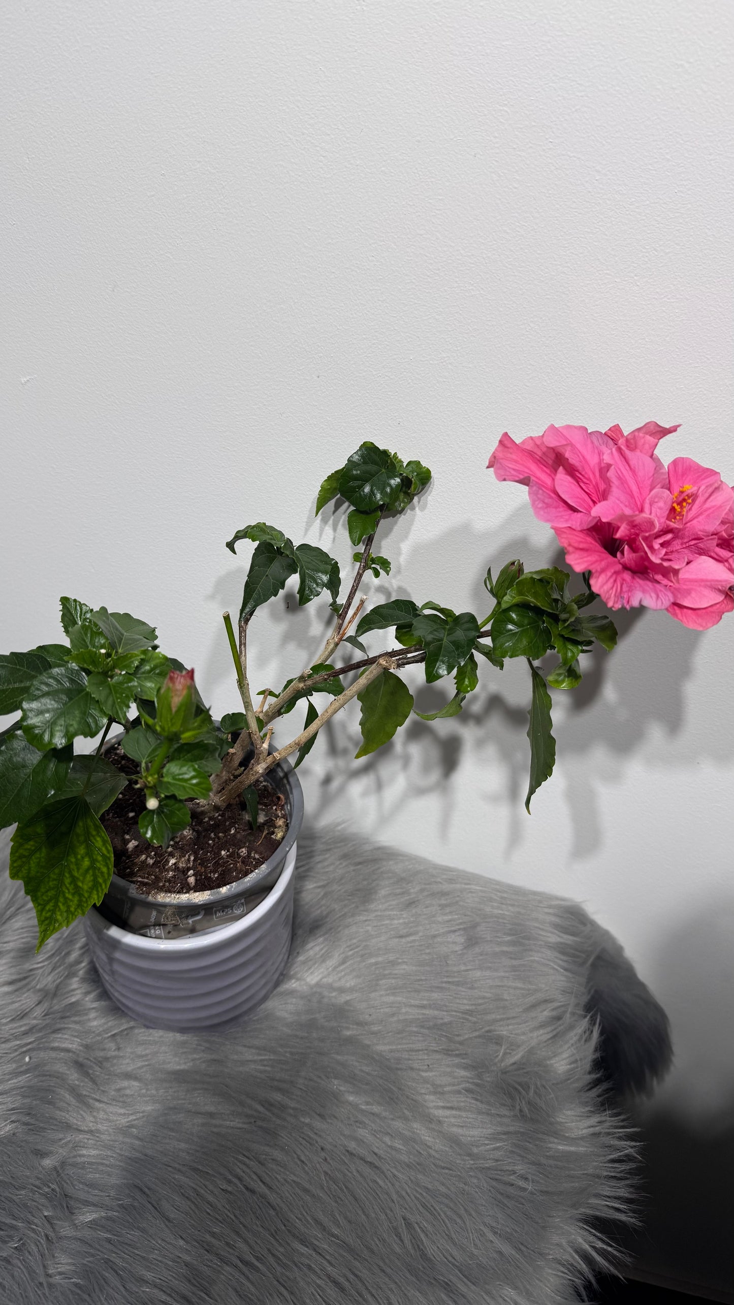 Hibiscus rose double