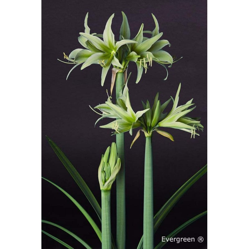 Hippeastrum Evergreen