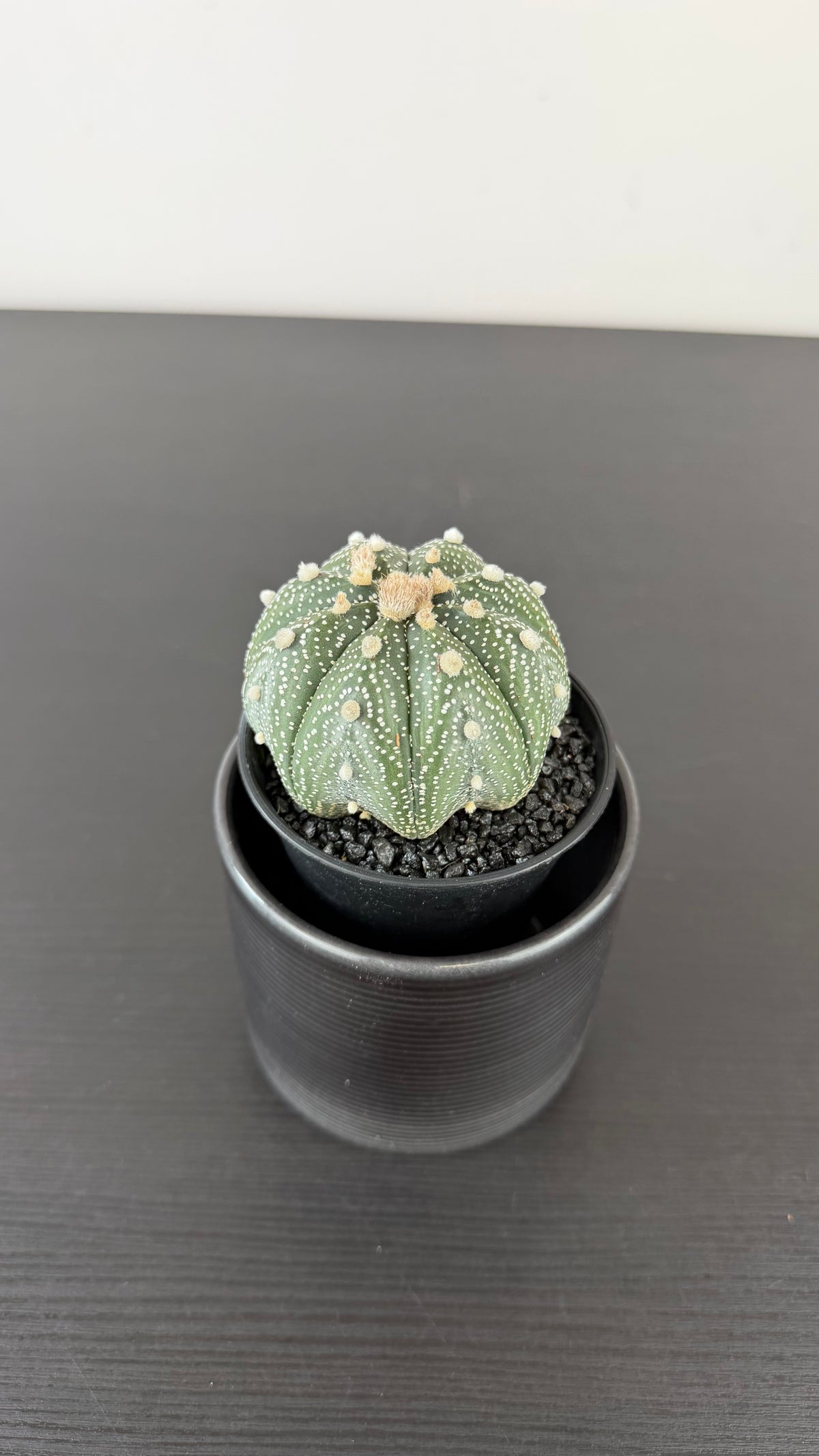 Astrophytum Asterias