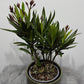 Oleander