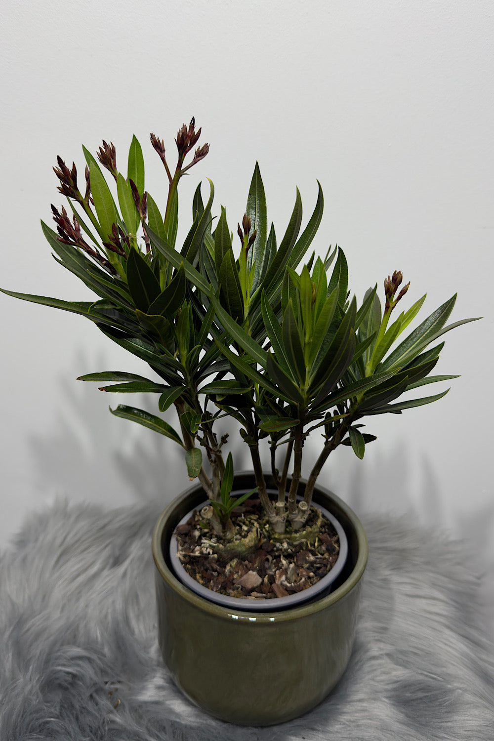 Oleander