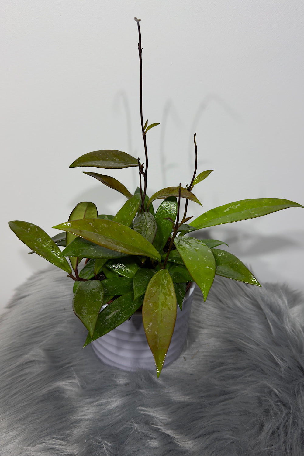Hoya pubicalyx