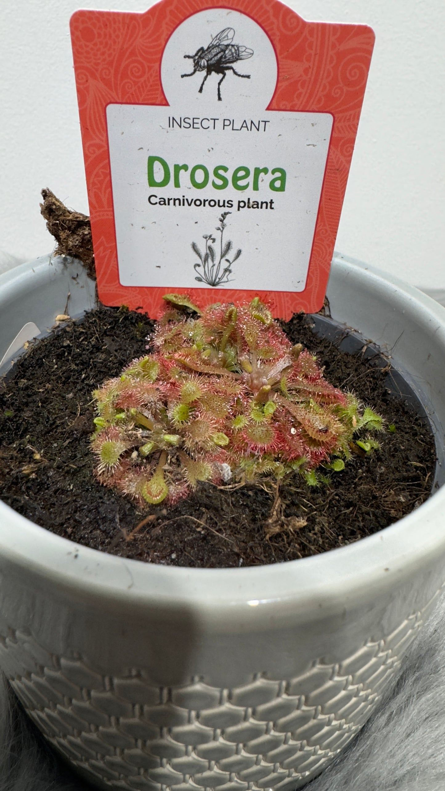 Mušķērājs Drosera 4