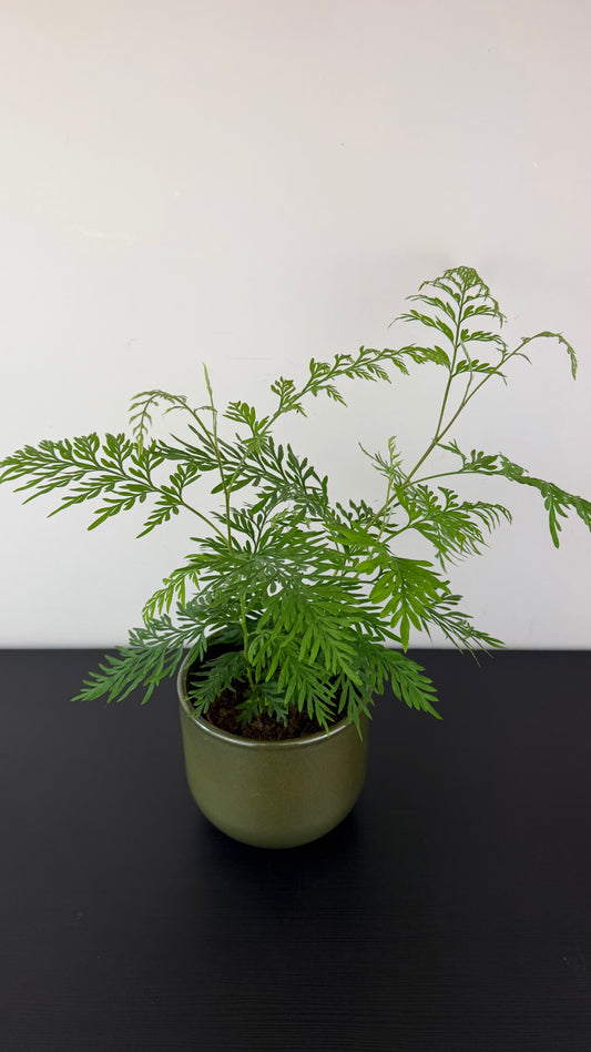 Grevillea Robusta