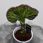 Euphorbia Cristata 3