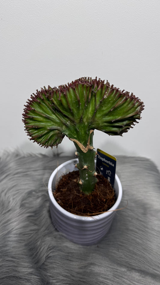Euphorbia Cristata 3