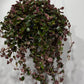 Pilea Depressa