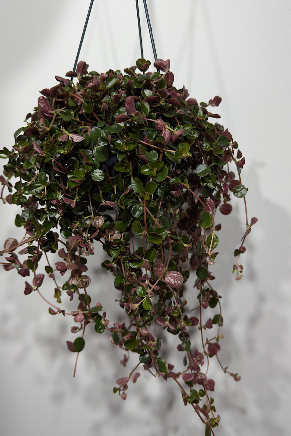 Pilea Depressa