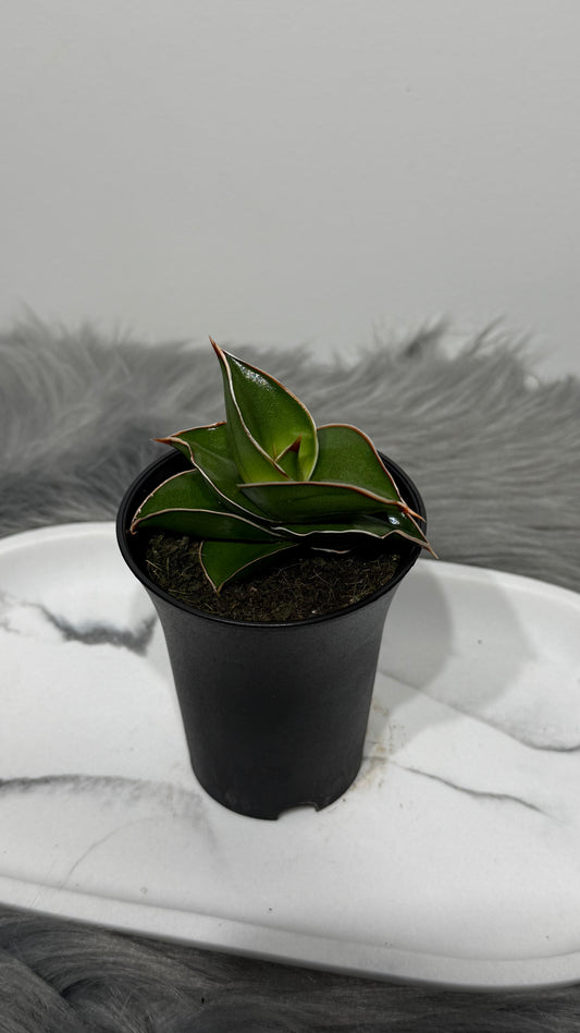 Sansevieria 1