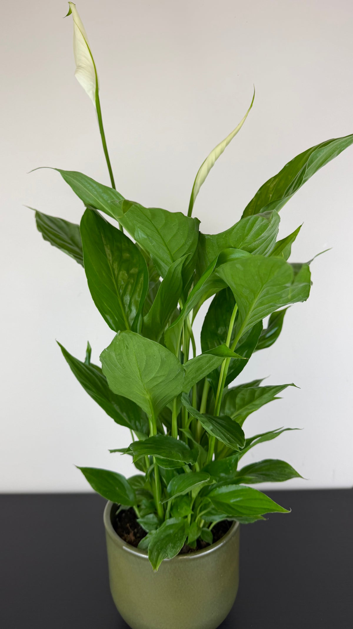 Spathiphyllum