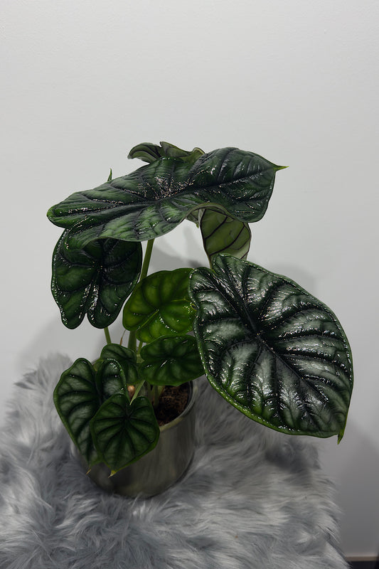 Alocasia Dragon Scale