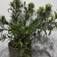 Callistemon Citrinus