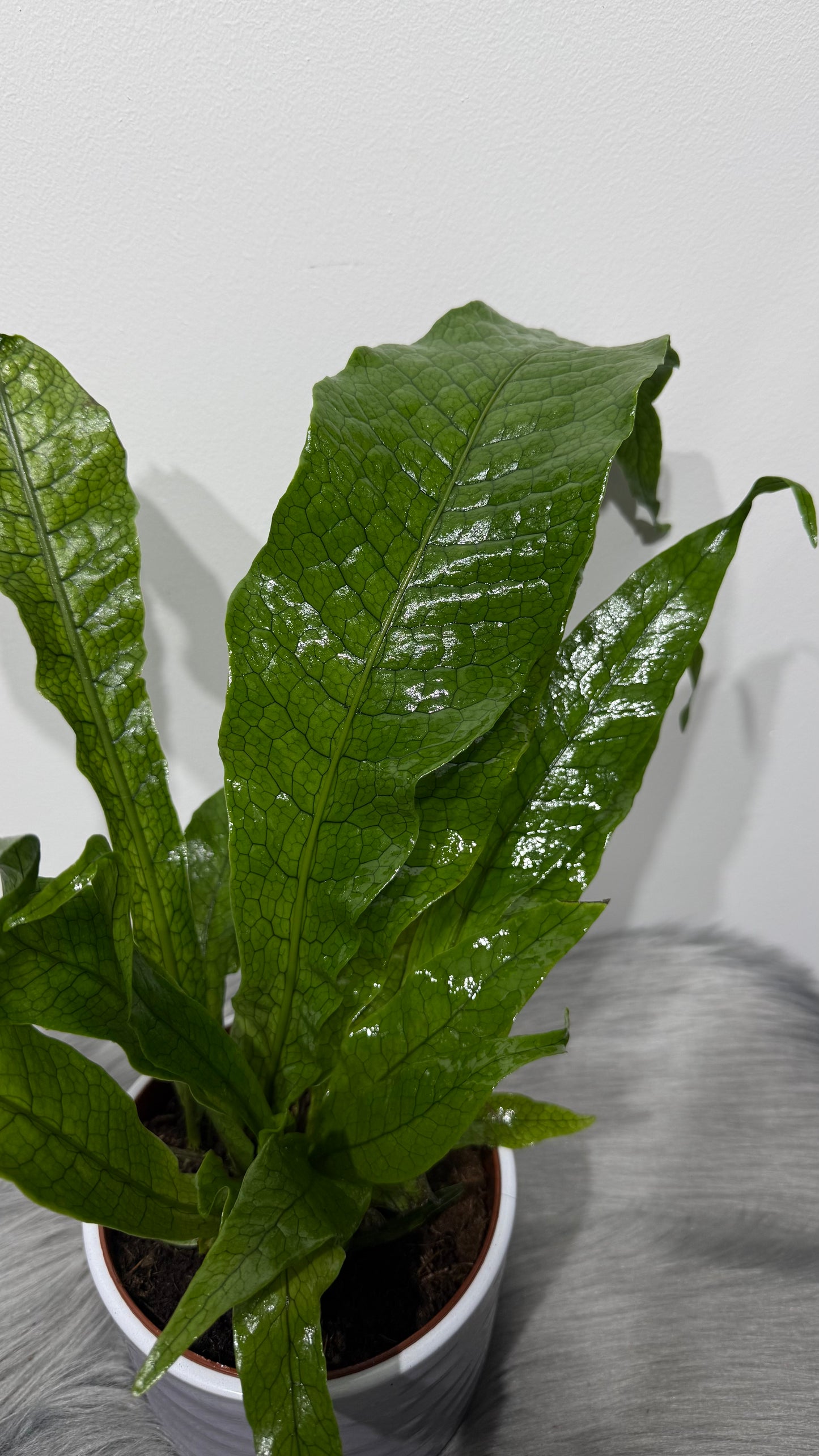 Microsorum Musifolium Crocodyll