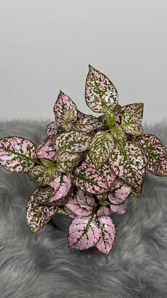 Hypoestes Pink