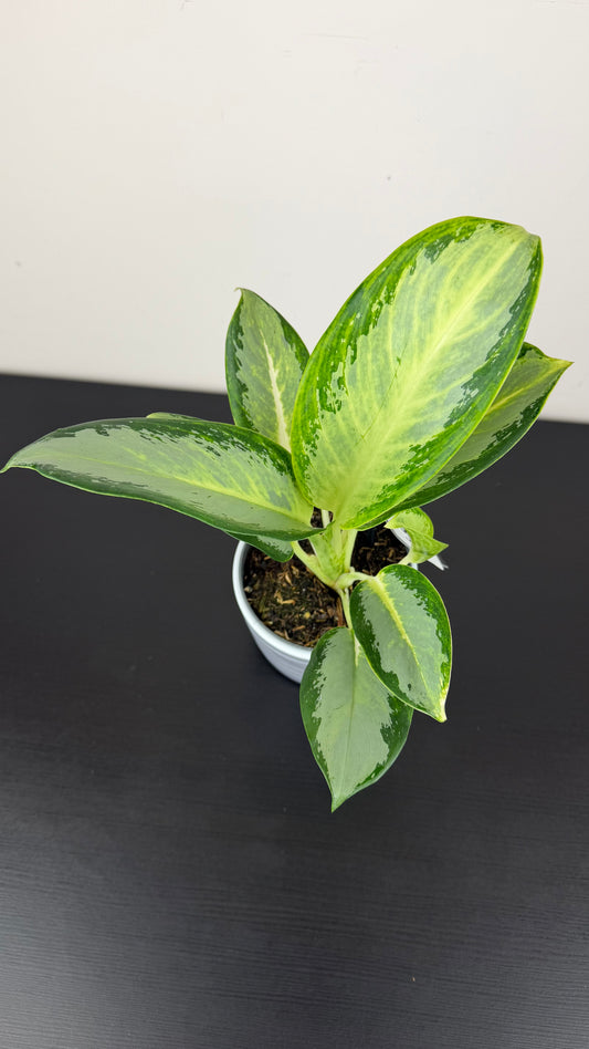 Aglaonema 9