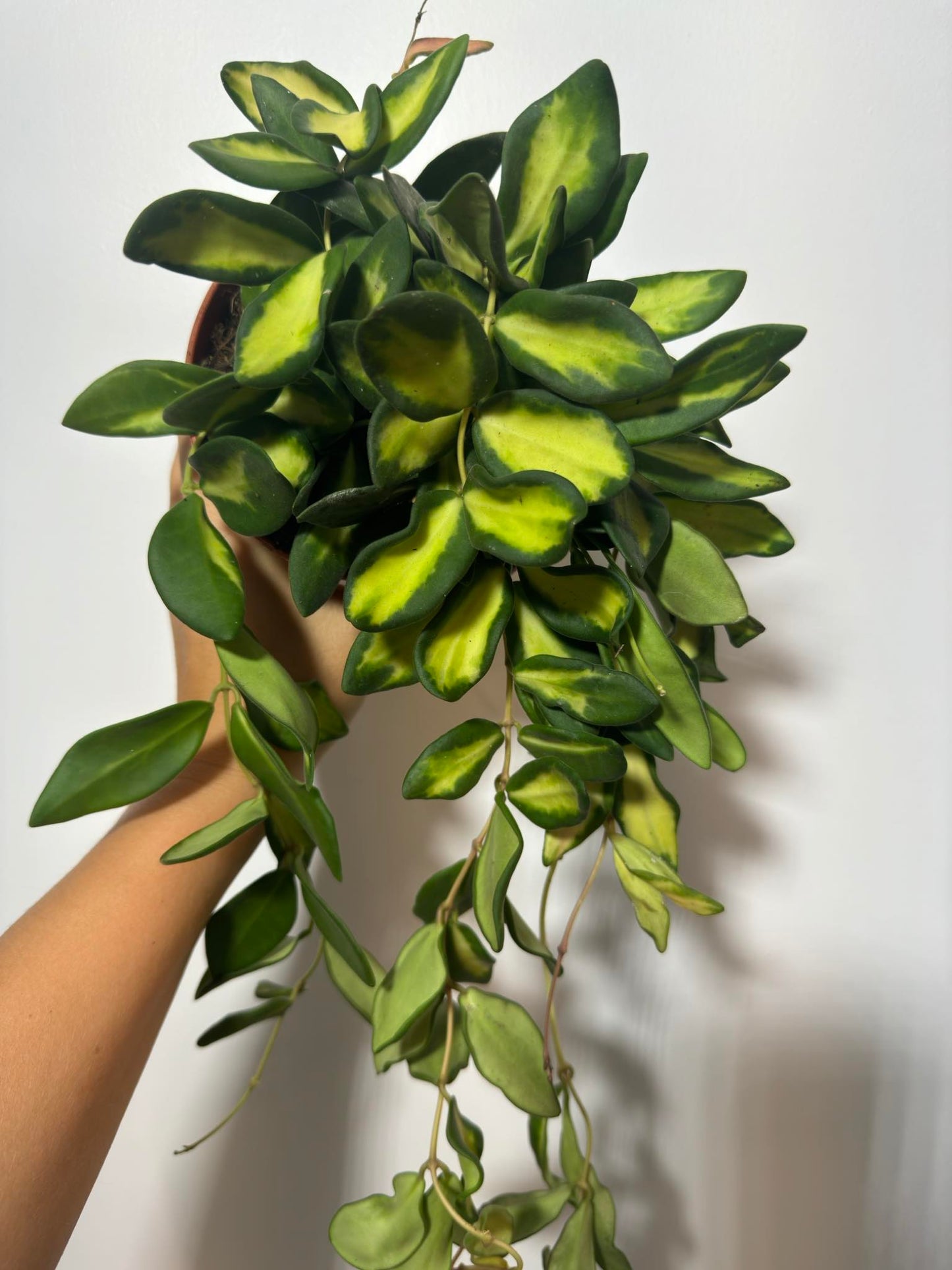Hoya 'DS-70' - www.augi-plants.lv