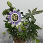 Passiflora Caerulea