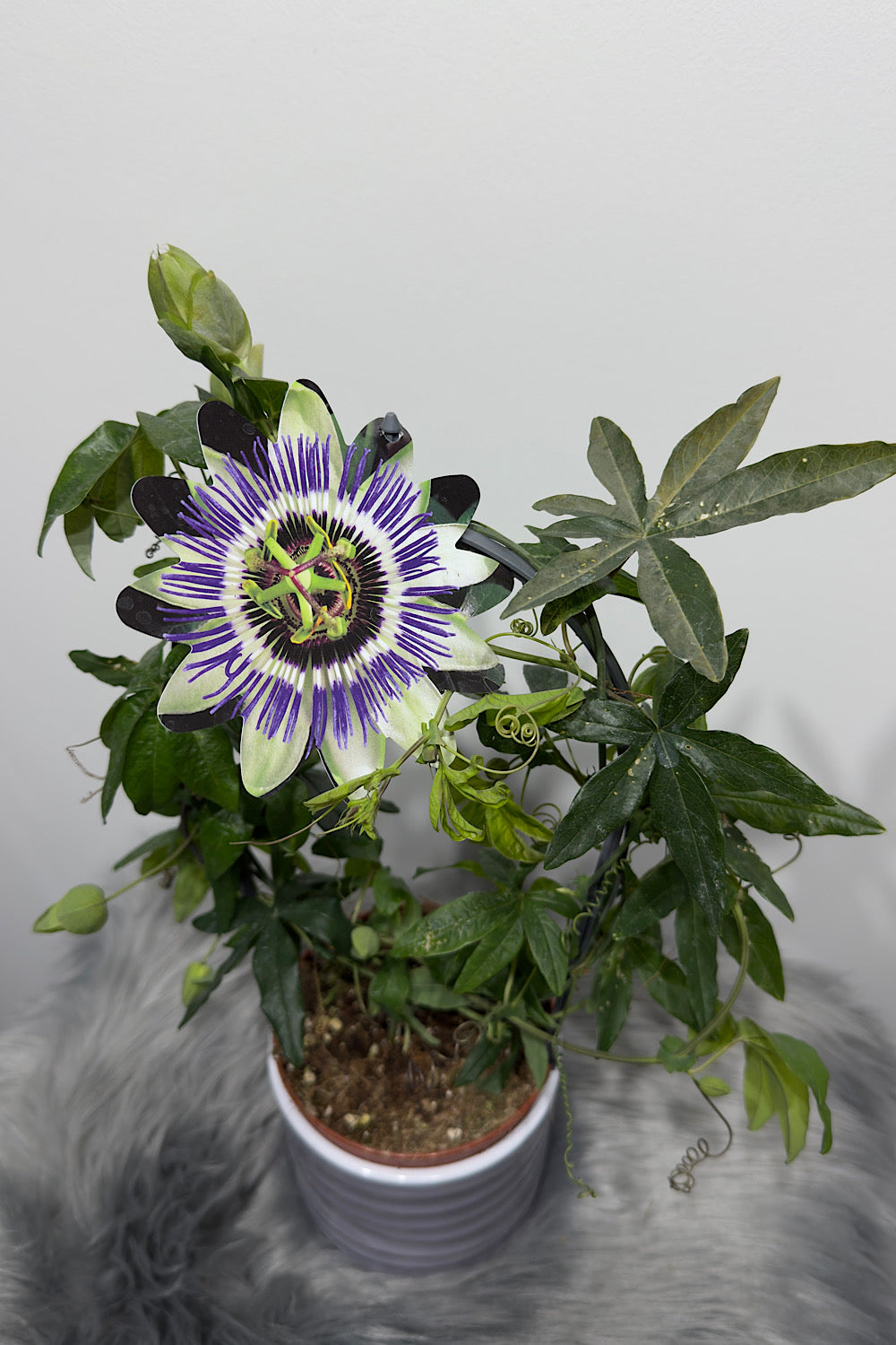Passiflora Caerulea