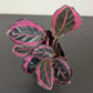 Calathea Roseopicta Dottie
