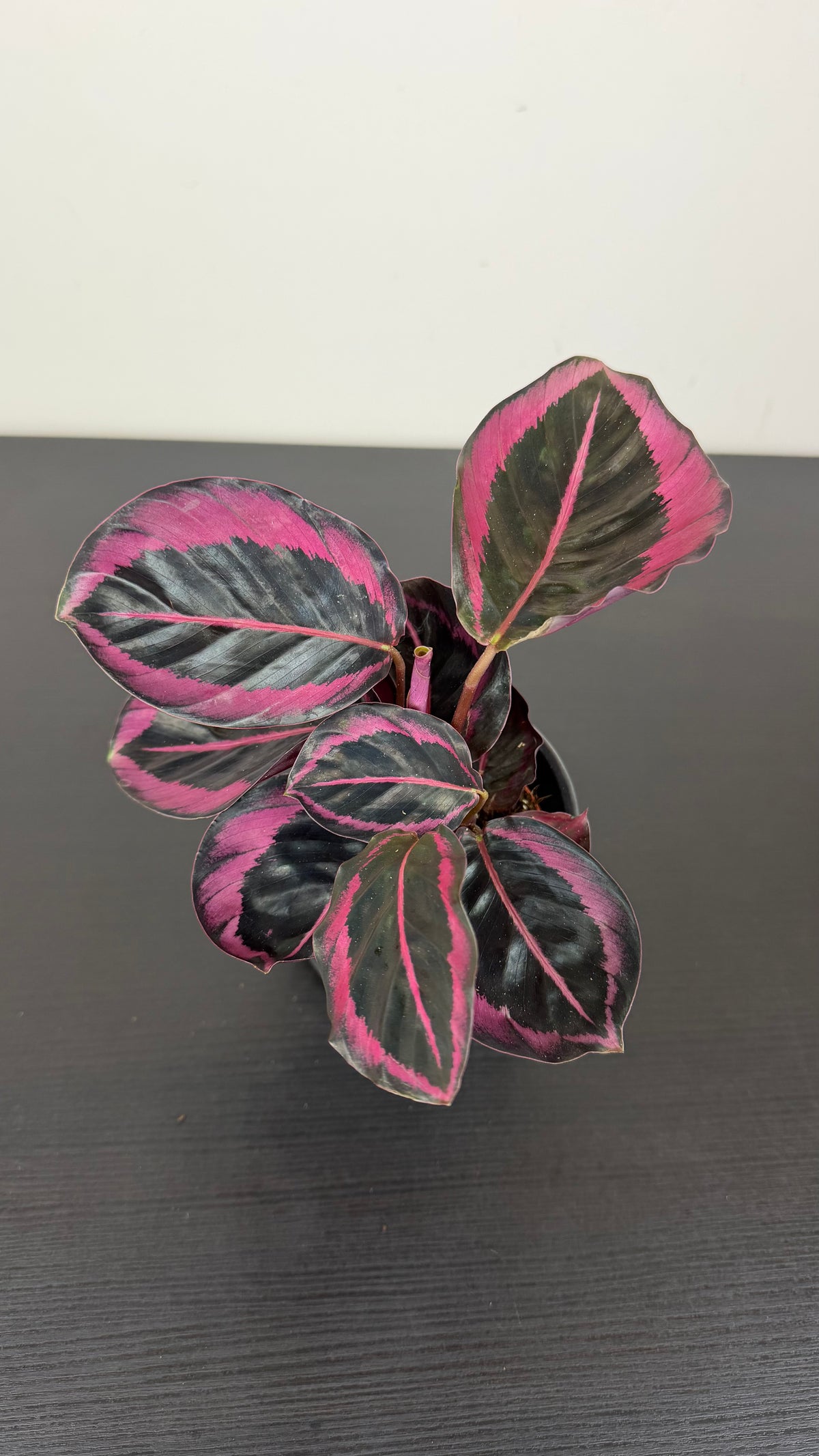Calathea Roseopicta Dottie