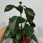 Hibiscus rose double