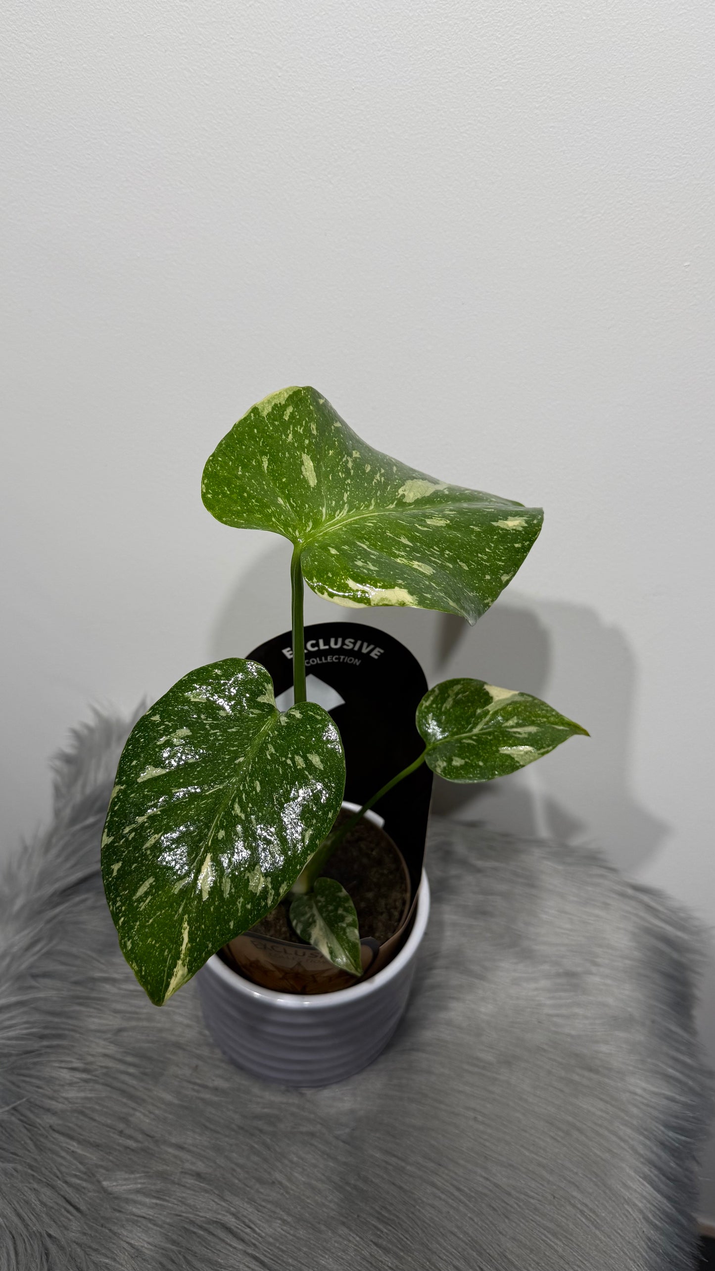 Monstera Thai Constellation