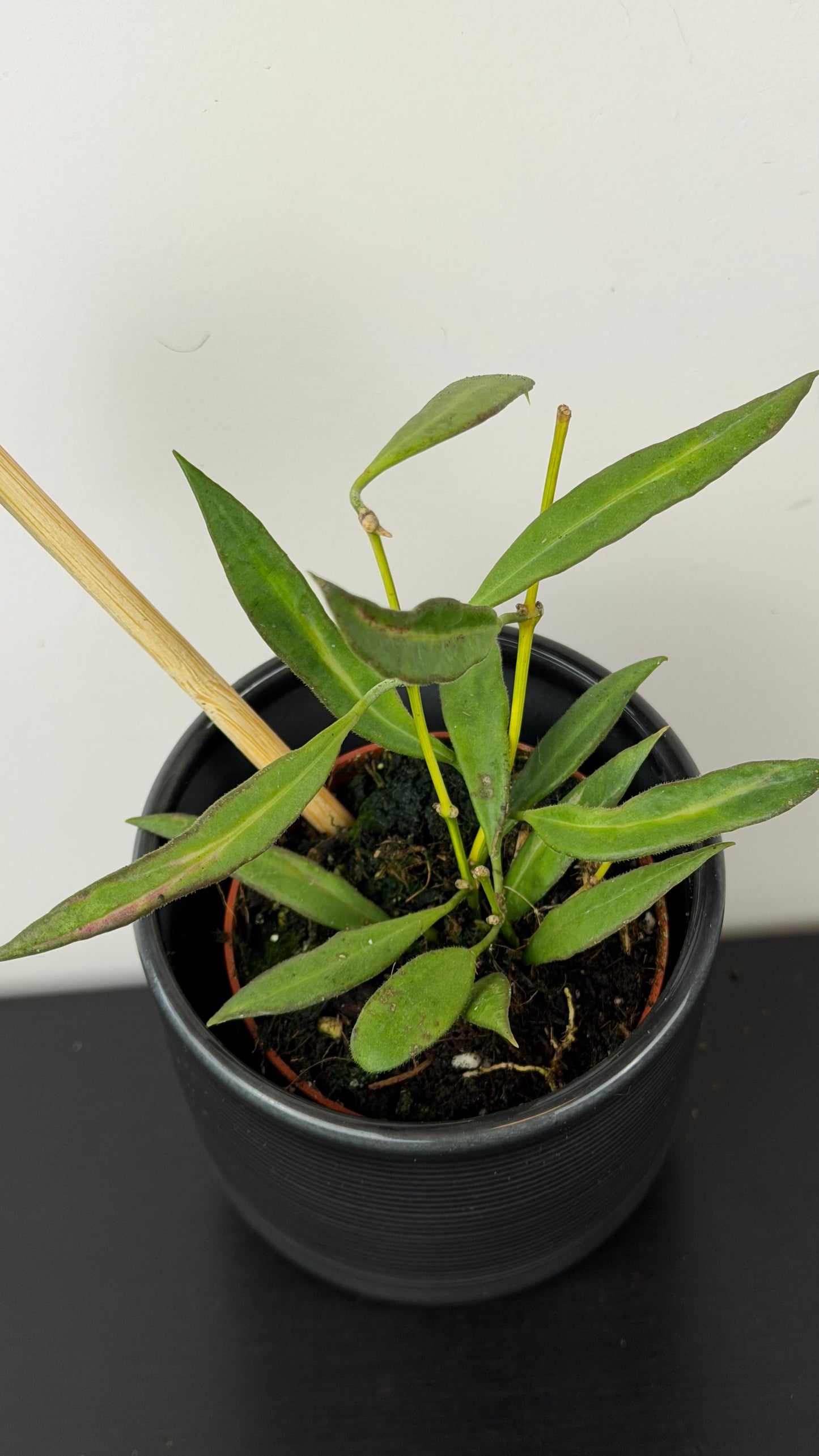 Hoya tsangii Variegata