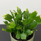Schlumbergera White