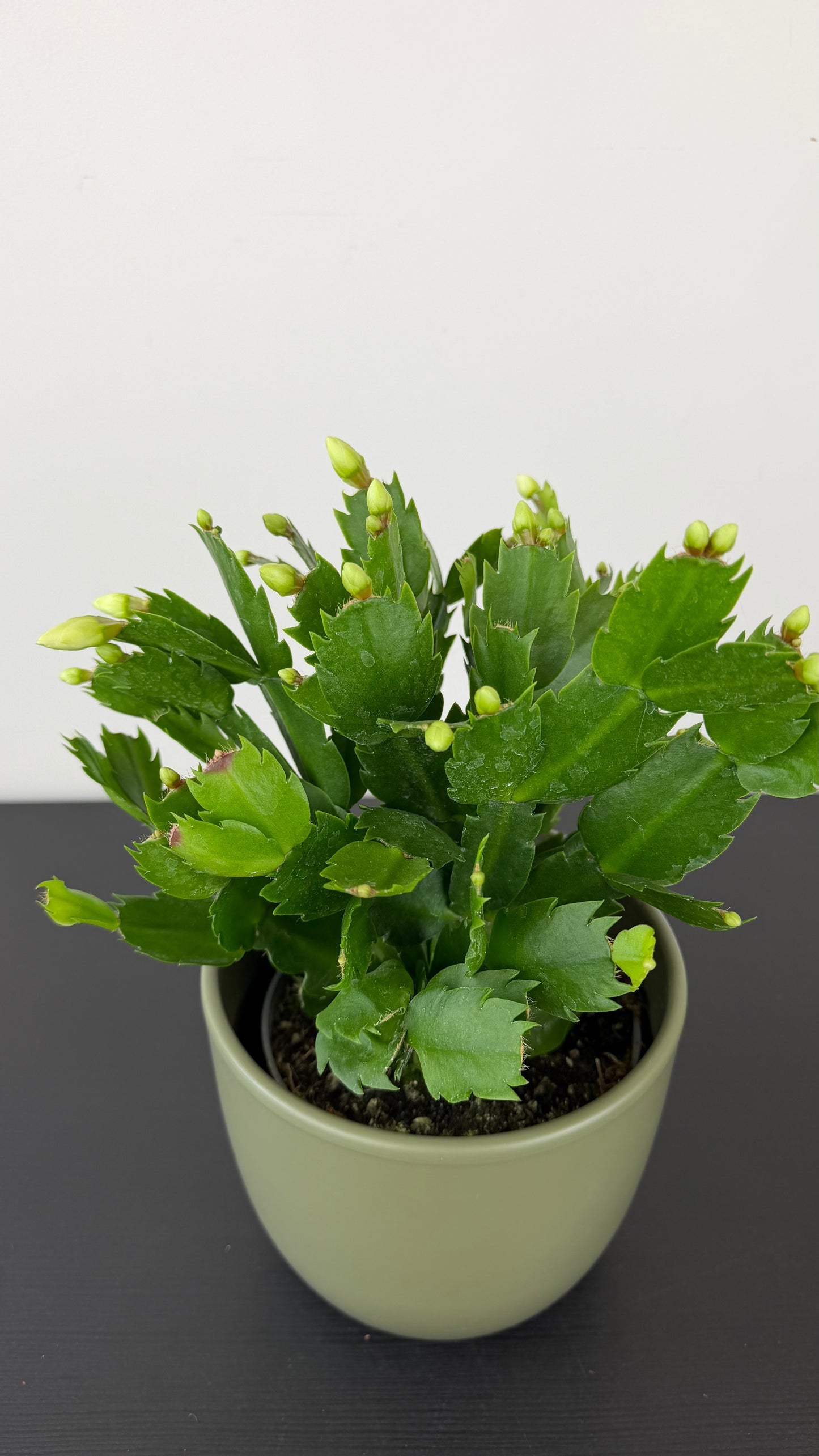 Schlumbergera 2