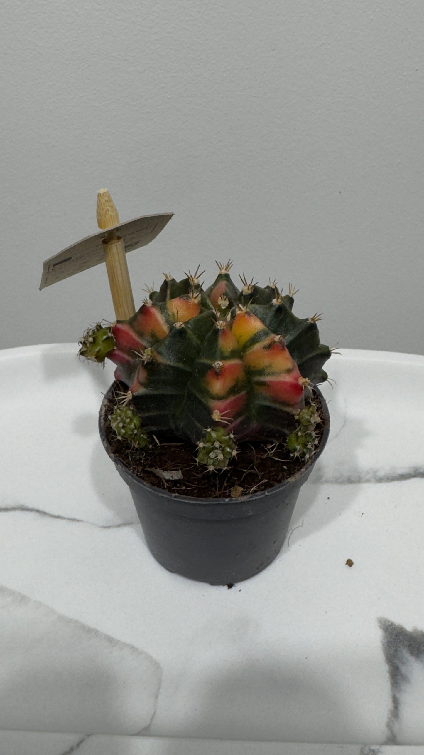 Gymnocalycium mihanovichii variegata