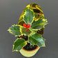 Ilex Aquifolium Variegated