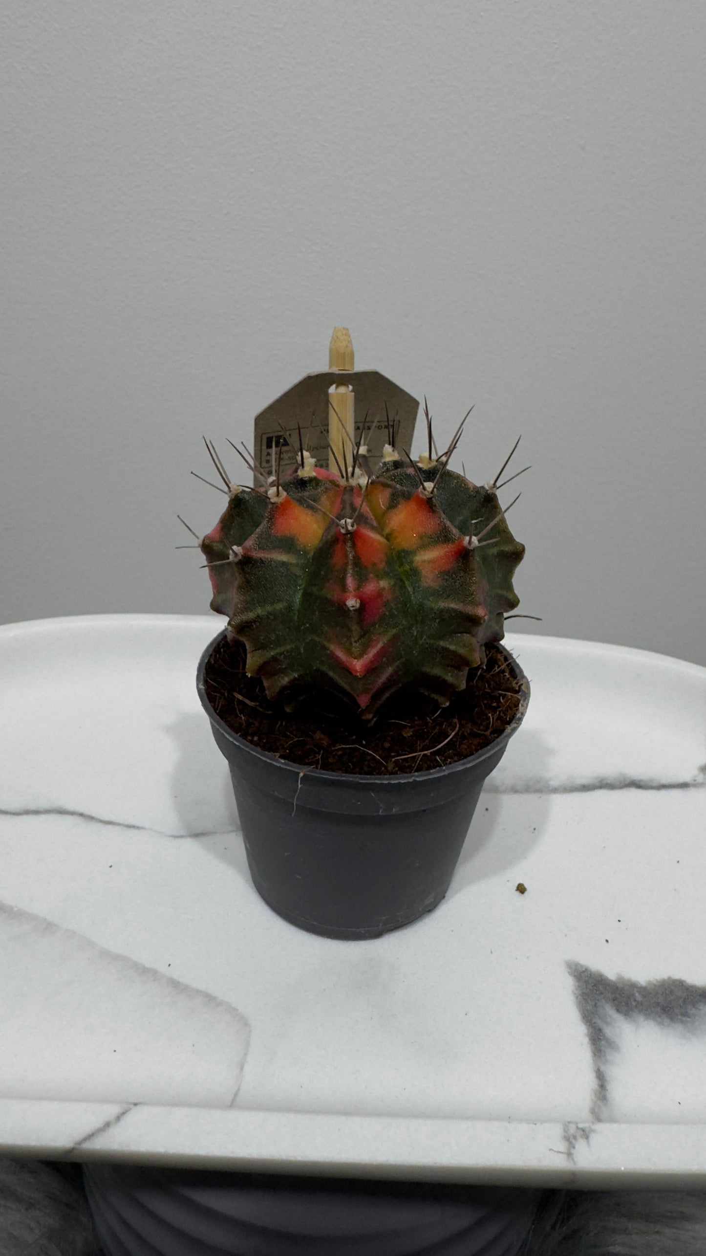Gymnocalycium mihanovichii variegata