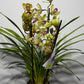 Cymbidium 4
