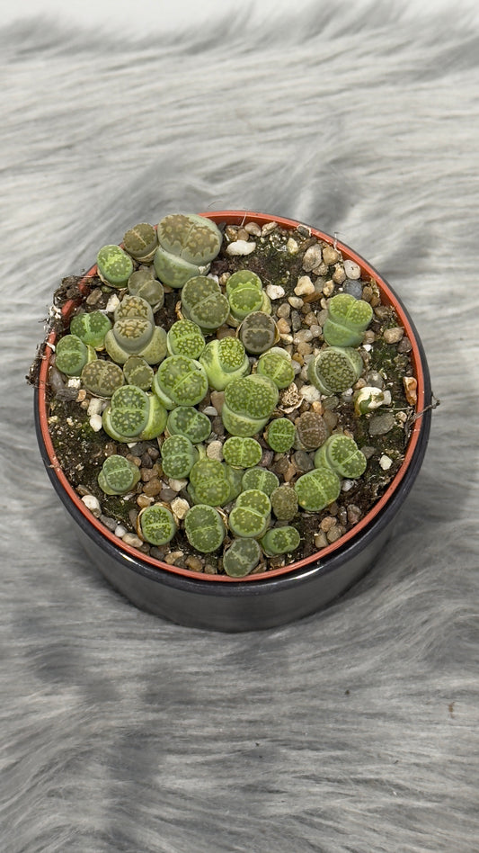 Lithops 1