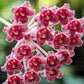 Hoya 'Rosita'