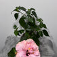 Hibiscus rose double