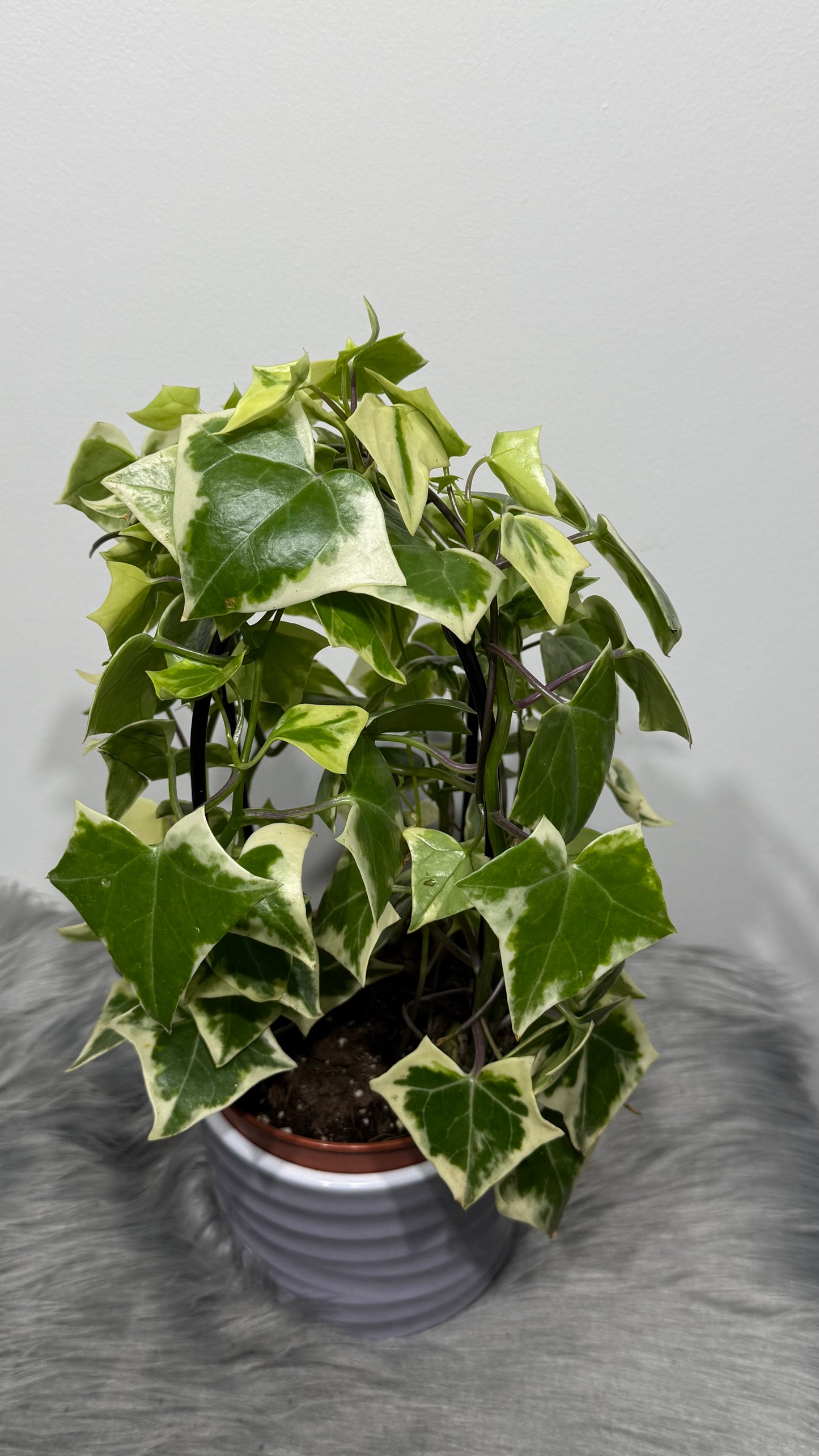 Senecio Macroglossus Variegata