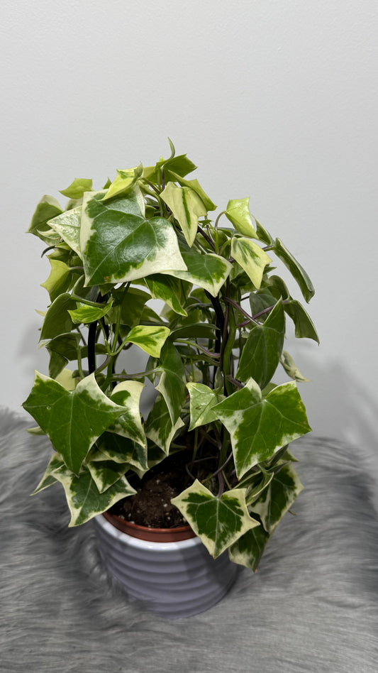 Senecio Macroglossus Variegata