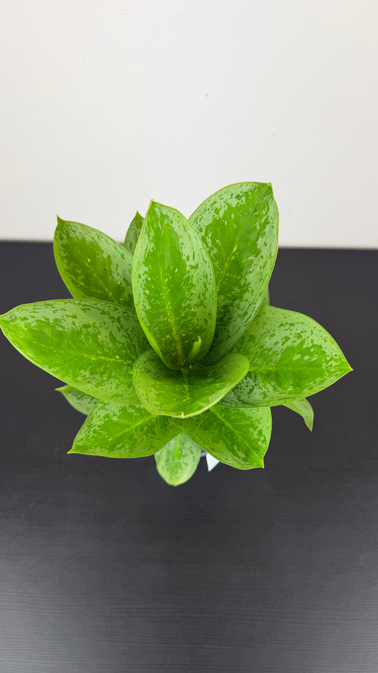 Aglaonema 15