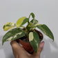 Philodendron