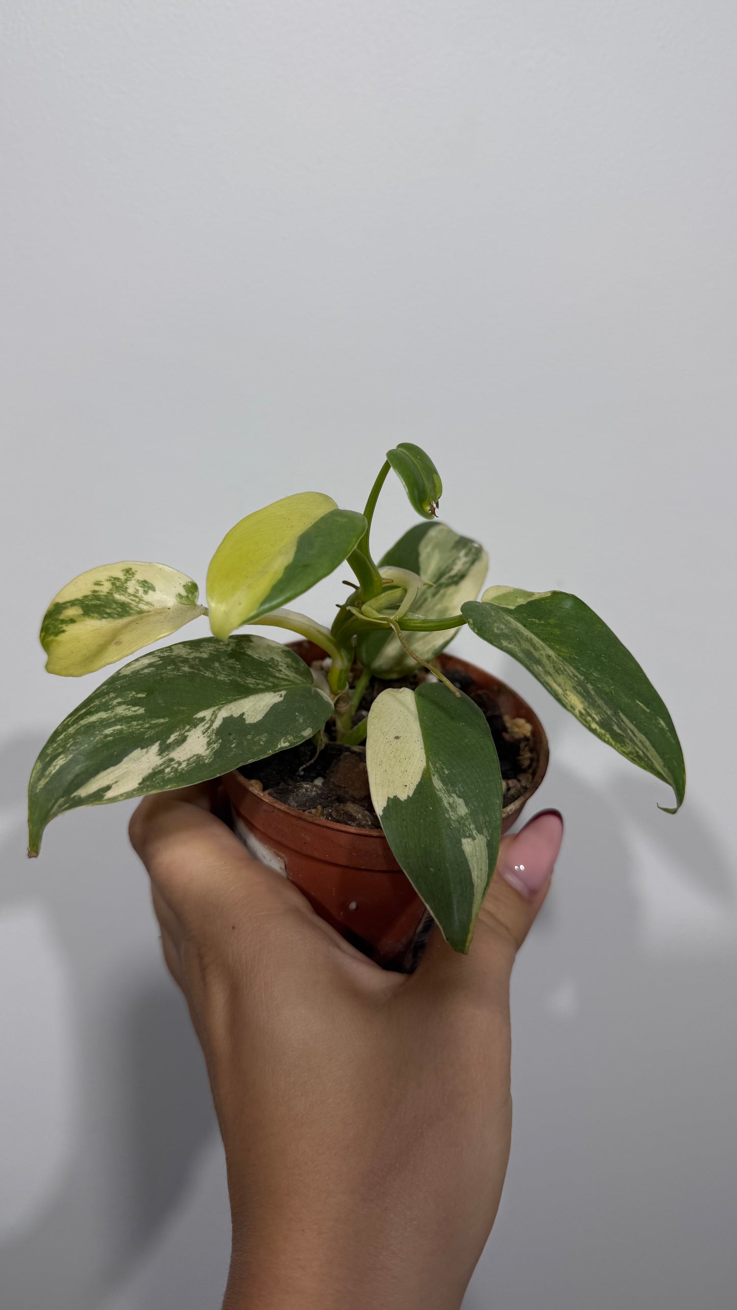 Philodendron