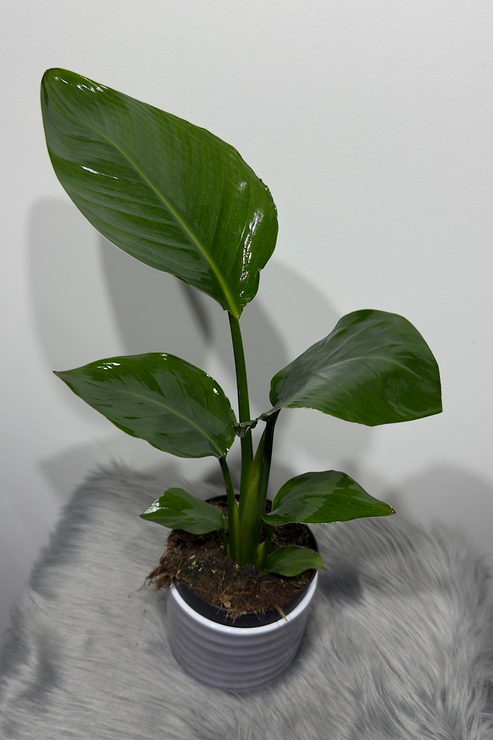 Strelitzia Nicolai