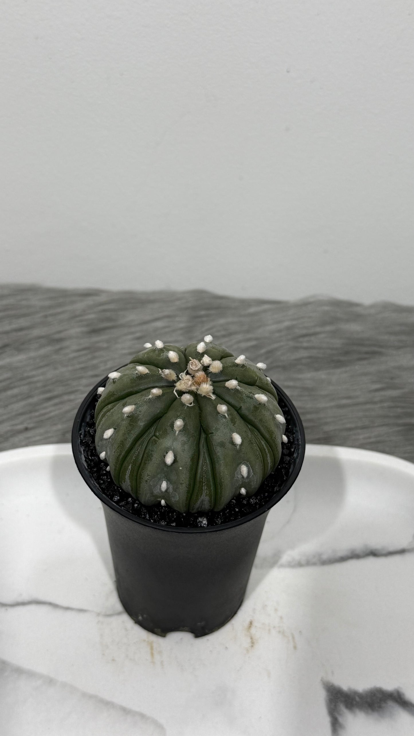 Astrophytum Asterias