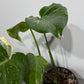 Monstera Thai Constellation 5