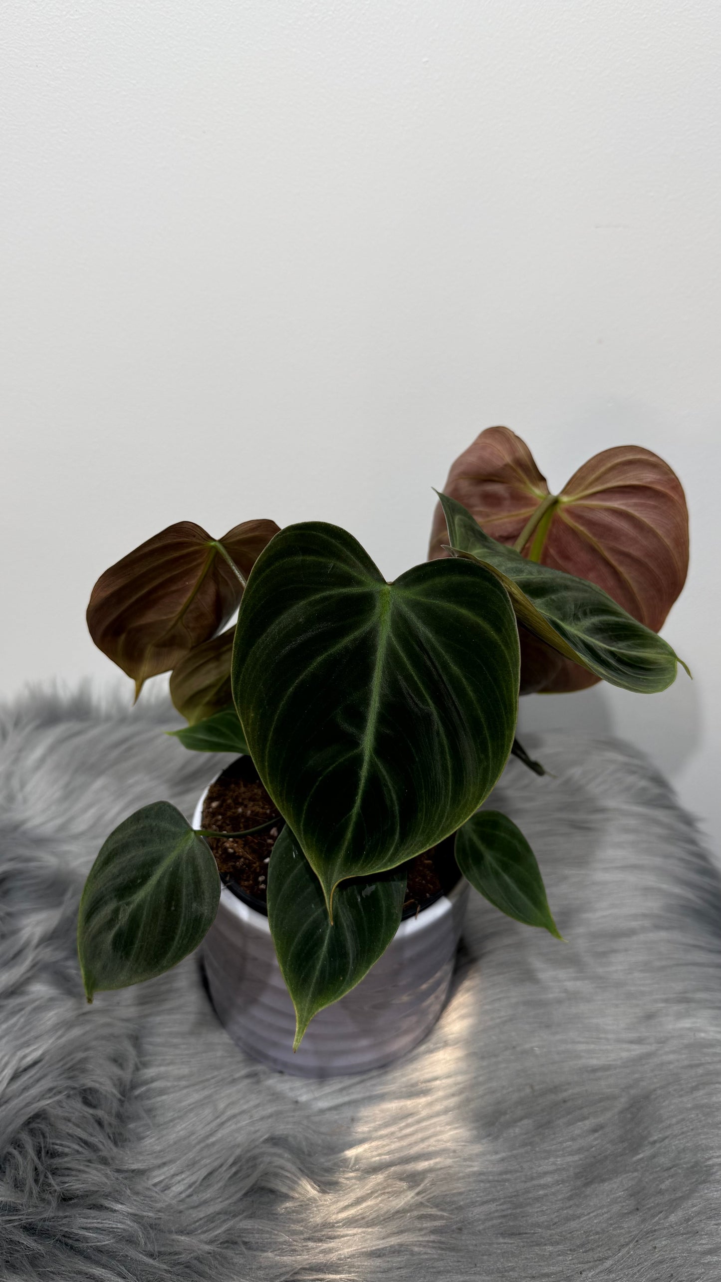 Philodendron verrucosum Choco Red