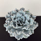 Echeveria Crispy Beauty