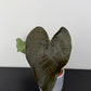 Anthurium Queen of Hearts