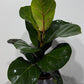 Ficus Lyrata Bambino