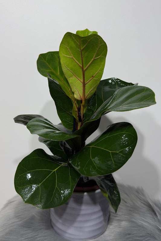 Ficus Lyrata Bambino